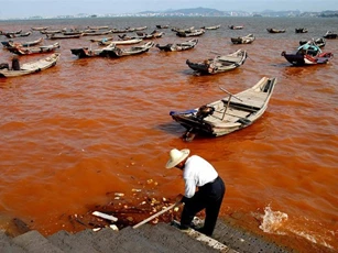 Thủy triều đỏ và những điều cần biết