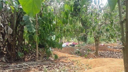Bàng hoàng phát hiện xác chết phân hủy trong rẫy cà phê