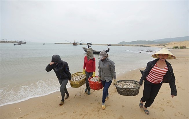 Phó Thủ tướng chỉ đạo lập đường dây nóng, thu mua cá cho ngư dân