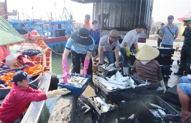 Quảng Bình: Hỗ trợ ngư dân 2,8 tỉ đồng, lập điểm thu mua hải sản