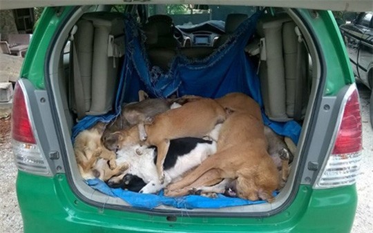 Truy tìm “cẩu tặc” thuê taxi chở 16 con chó trộm đi tiêu thụ