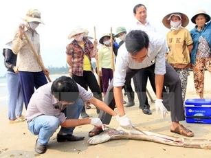 Vụ cá chết hàng loạt: Phải lấy mẫu 1-2 ngày/lần để đánh giá mức độ an toàn