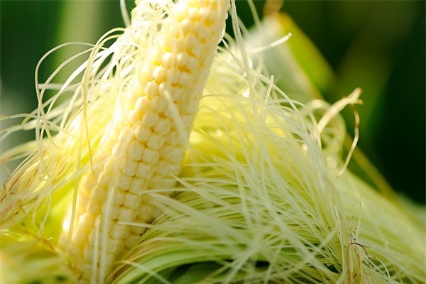 Những tác dụng chữa bệnh tuyệt hảo của râu ngô trong mùa hè