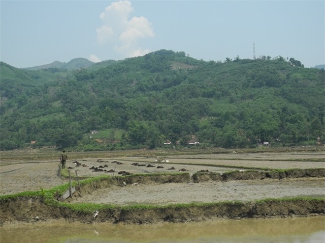 Đang bón phân giữa trời mưa, một phụ nữ bị sét đánh tử vong