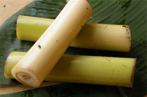 Lợi ích bất ngờ của thân cây chuối