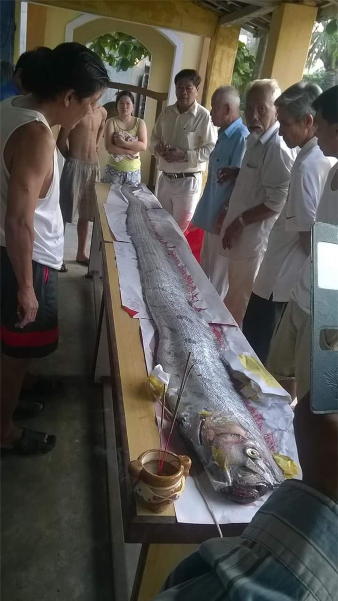 Phát hiện cá hố khổng lồ trôi trên biển ở Đà Nẵng, ngư dân đem mai táng