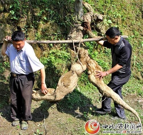 Sốc với củ sắn hình người nặng 250kg 