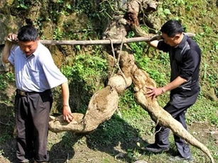 Sốc với củ sắn hình người nặng 250kg
