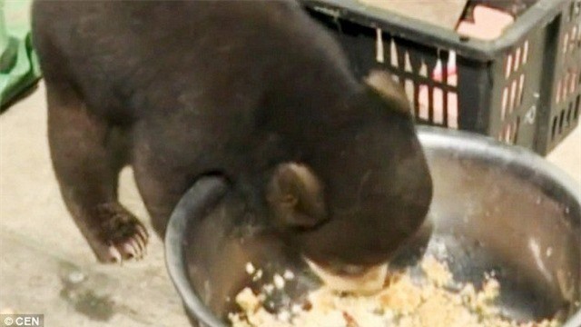 Người nông dân suýt dính vòng lao lý vì nghĩ gấu là chó