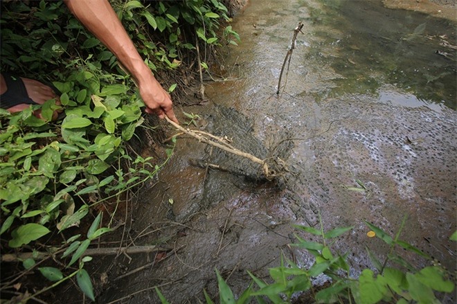 Kinh hoàng nước thải đặc quánh từ nhà máy đường đổ ra sông Bưởi 