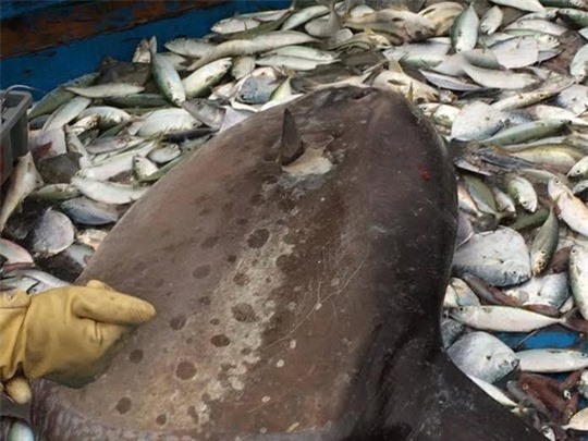 Nghệ An: Cá mặt trăng quý hiếm nặng hơn 100kg mắc lưới ngư dân 