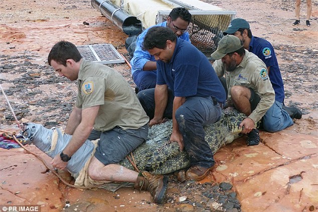 Úc: Tóm gọn quái vật cá sấu dài gần 4m