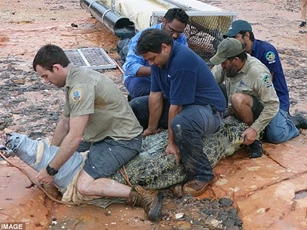 Úc: Tóm gọn quái vật cá sấu dài gần 4m