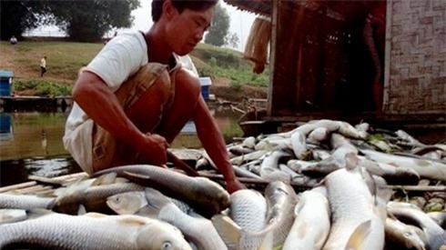 Cận cảnh nguồn xả thải "đầu độc" sông Bưởi làm cá chết