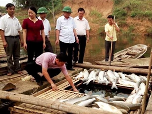 Vụ sông Bưởi bị đầu độc làm cá chết: Bộ TN&MT vào cuộc