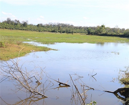 Trách mình để cháu chết đuối, ông ngoại uống thuốc tự tử