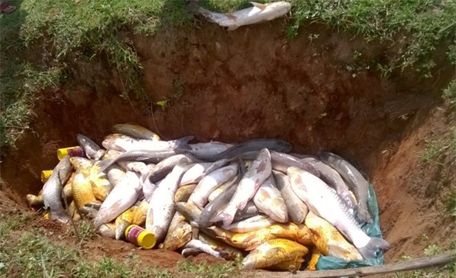 Cá nuôi lồng tiếp tục chết trắng trên sông Bưởi