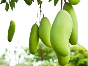 5 cách "vĩnh biệt" tàn nhang hiệu quả bằng thực phẩm đơn giản