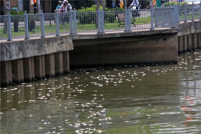 Cá chết trắng kênh Nhiêu Lộc - Thị Nghè