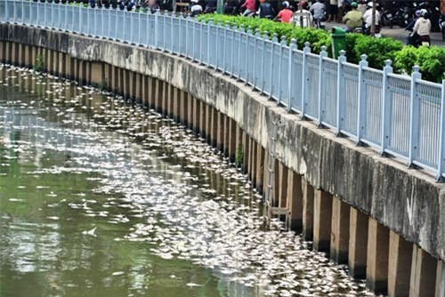 Cá chết trắng trên kênh Nhiêu Lộc: Hé lộ nguyên nhân