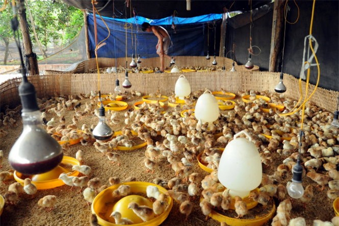 Cục Thú y "bác" tin đề xuất cho nhập khẩu gà từ Trung Quốc