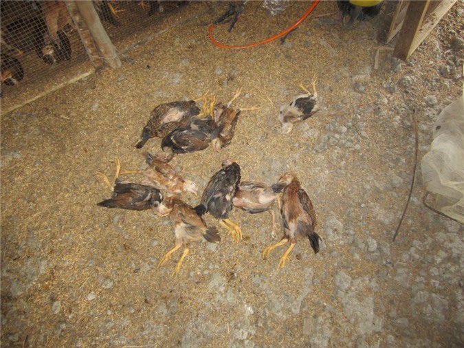 Đà Nẵng: Chưa thể khẳng định gà chết do ăn cá