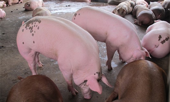 Bộ Công Thương cảnh báo việc xuất khẩu lợn sống sang Trung Quốc