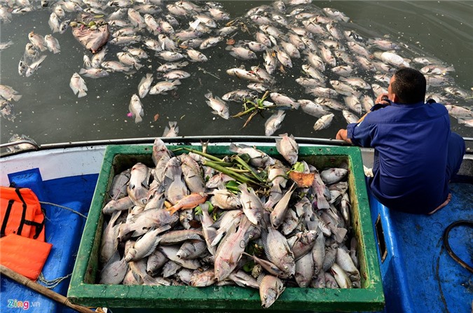 Khẩn trương vớt hàng chục tấn cá chết trên kênh Nhiêu Lộc