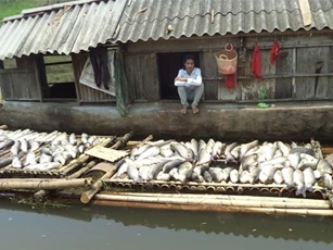 Sông Bưởi bị đầu độc làm cá chết: Chính thức công bố nguyên nhân