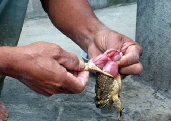 Ăn gan cóc xào mướp đắng, bé trai 4 tuổi ngộ độc, tử vong