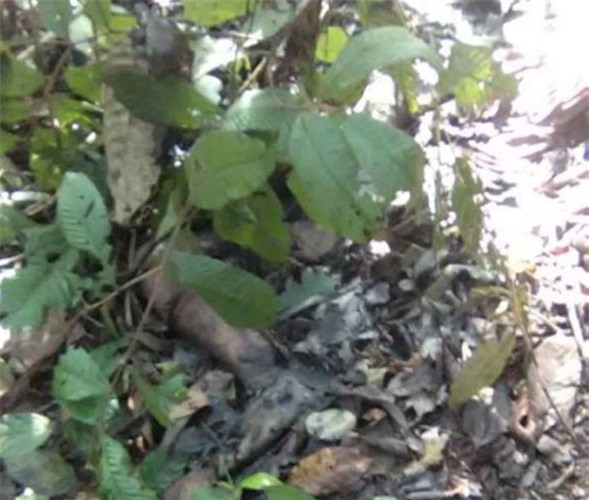 Chân dung nghi can hiếp dâm, giết nữ sinh, giấu xác trong rừng 