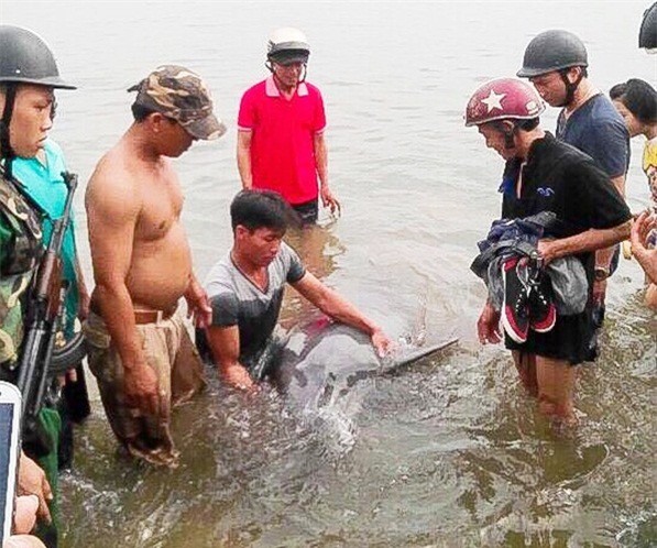 Đà Nẵng: Hàng trăm người dân xem cá heo 200kg dạt bờ biển