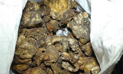 Phát hiện hàng trăm kg mỡ bẩn lẫn phân bò giấu trong chuồng gà