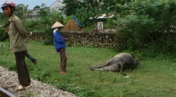 Tàu hỏa dừng khẩn cấp khi đâm trúng trâu băng qua đường sắt