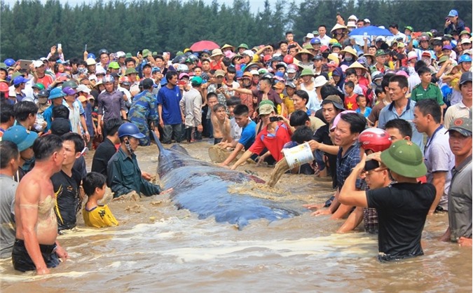 Người Nghệ An hò reo giải cứu cá voi thành công