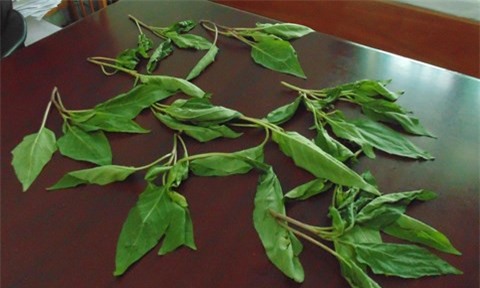 Cả gia đình cười nói thất thường sau khi ăn phải rau lạ