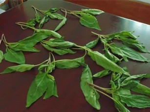 Cả gia đình cười nói thất thường sau khi ăn phải rau lạ