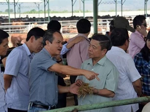 Dự án nuôi bò nghìn tỷ của "bầu Đức" bị thu hồi