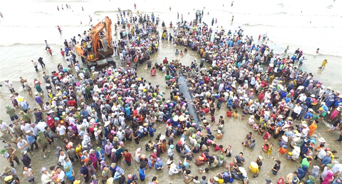 Cá voi chết ở Nghệ An sẽ được an táng vào chiều 27/5