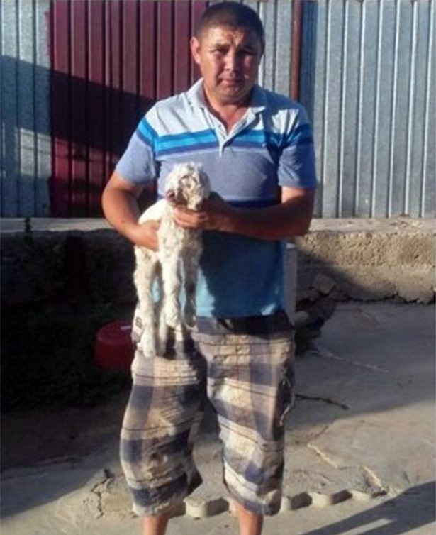 Cận cảnh chú dê hai đầu vừa sinh đã bị dê mẹ đạp chết