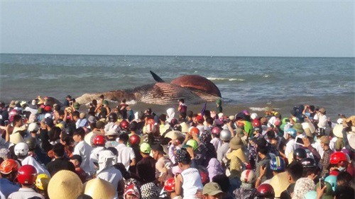 Đưa xác cá voi lên bờ tổ chức an táng trong đêm