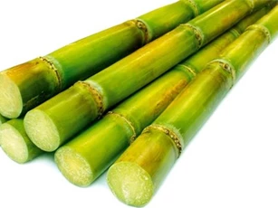 Những công dụng chữa bệnh "thần kỳ" của cây mía