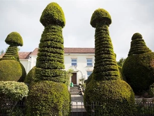 Anh: Đỏ mặt với hàng cây hình "của quý"