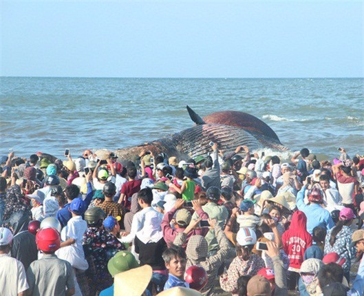 Người Nghệ An vấn khăn tang đỏ, khóc thương cá voi chết