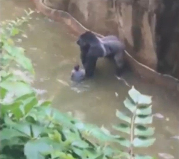 Mỹ: Bắn chết khỉ đột quý hiếm cứu bé trai 4 tuổi