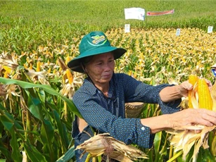 Nông dân được hỗ trợ tiền nếu chuyển trồng lúa sang trồng ngô