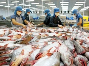Cá da trơn Việt Nam sang Mỹ bị cảnh báo do nhiễm chất cấm