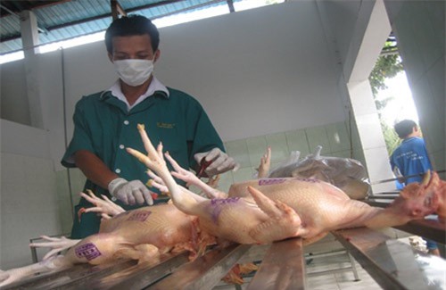 Cấm dùng nhựa thông trong giết mổ gia cầm