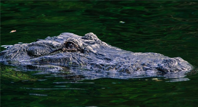 Rủ nhau đi tắm đêm, người phụ nữ bị cá sấu lôi đi mất tích