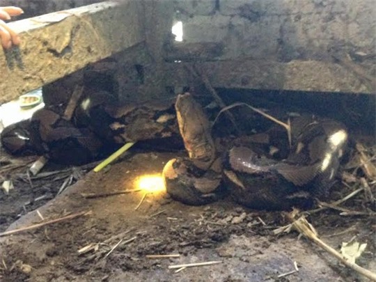 Trăn "lạ" xuất hiện trong chuồng bò, nhiều người đến khấn vái